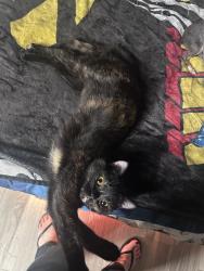 Reunited Female Cat last seen In apmt at Galatyn Station, Richardson, TX 75082