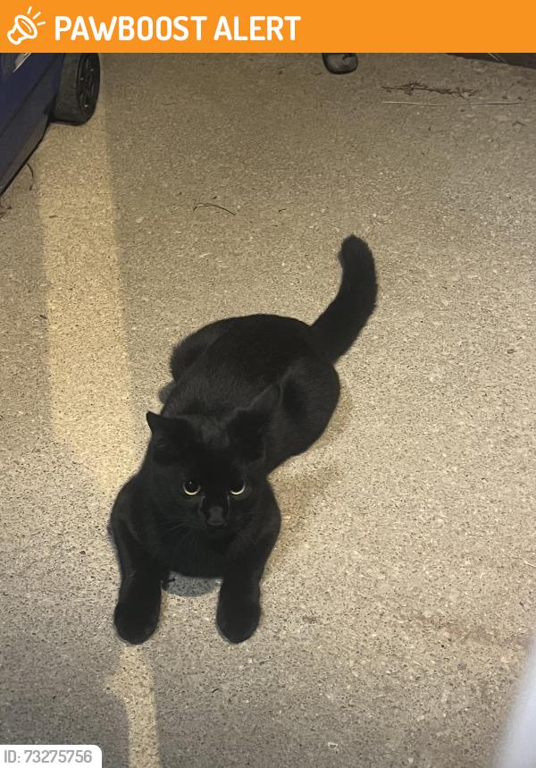Found/Stray Unknown Cat last seen Jet Wing and Chelton, Colorado Springs, CO 80916