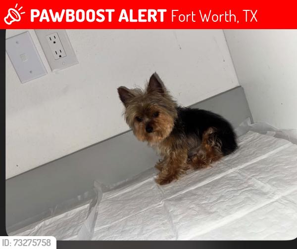 Lost Male Dog last seen Townsend Dr Fort Worth TX 76110 y w waggoman St 76110, Fort Worth, TX 76110