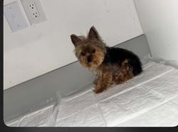 Lost Male Dog last seen Townsend Dr Fort Worth TX 76110 y w waggoman St 76110, Fort Worth, TX 76110