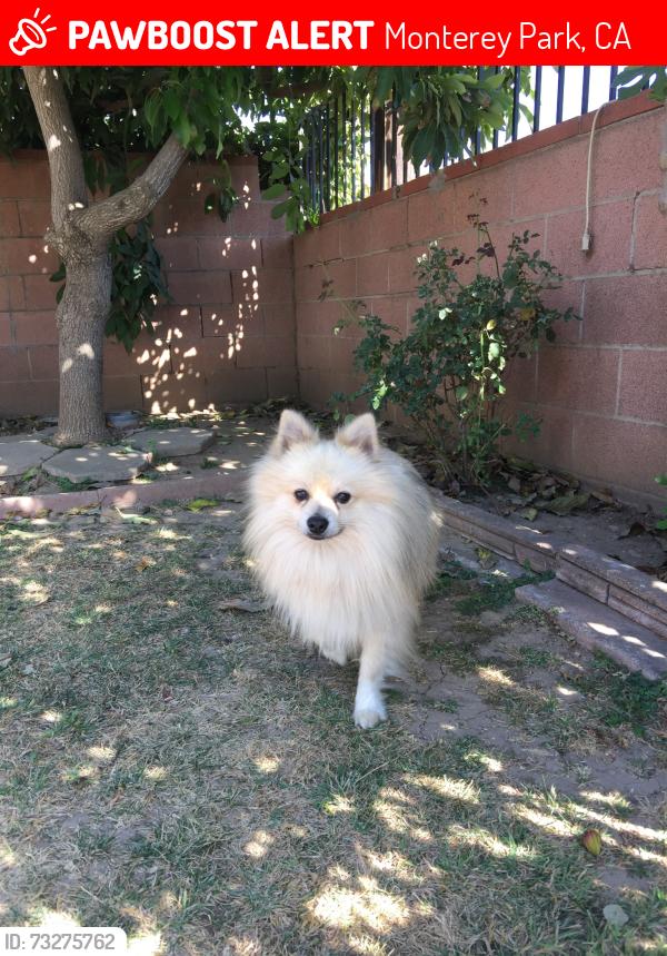 Lost Male Dog last seen Brightwood and crest vista, Monterey Park, CA 91754