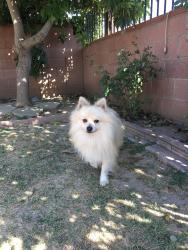 Lost Male Dog last seen Brightwood and crest vista, Monterey Park, CA 91754