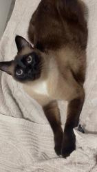 Reunited Male Cat last seen Near W central park ave, Davenport, IA 52804