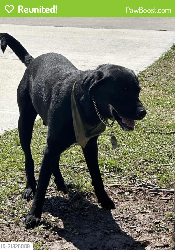 Reunited Male Dog last seen 65th infantery park, Buena Ventura Lakes, FL 34743