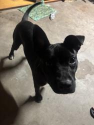 Found/Stray Female Dog last seen First and Shields Target, Fresno, CA 93726