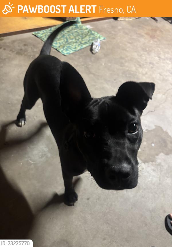 Found/Stray Female Dog last seen First and Shields Target, Fresno, CA 93726