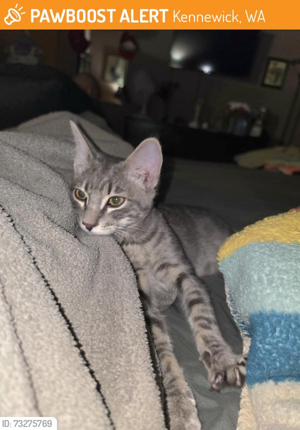 Found/Stray Male Cat last seen Canyon Lakes park, Kennewick, WA 99337