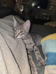 Found/Stray Male Cat last seen Canyon Lakes park, Kennewick, WA 99337