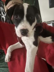Found/Stray Female Dog last seen Aspens apmt, Albuquerque, NM 87114