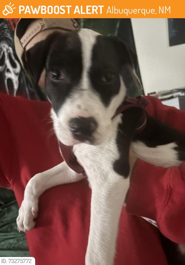 Found/Stray Female Dog last seen Aspens apmt, Albuquerque, NM 87114