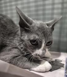 Shelter Stray Male Cat last seen Near BLOCK W SALINAS, 4710 TX-151, San Antonio, TX 78227, USA