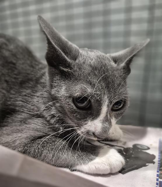 Shelter Stray Male Cat last seen Near BLOCK W SALINAS, 4710 TX-151, San Antonio, TX 78227, USA