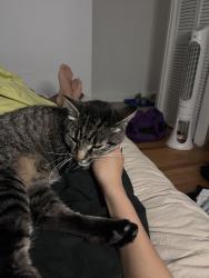 Reunited Female Cat last seen rue des Écores et Saint-Zotique, Montréal, QC H2G 1K2