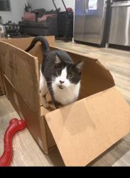Reunited Male Cat last seen Near race street thornton colorado, Philadelphia, PA 19102