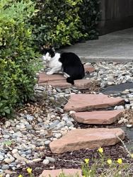 Found/Stray Unknown Cat last seen Chambertin, San Jose, CA 95118