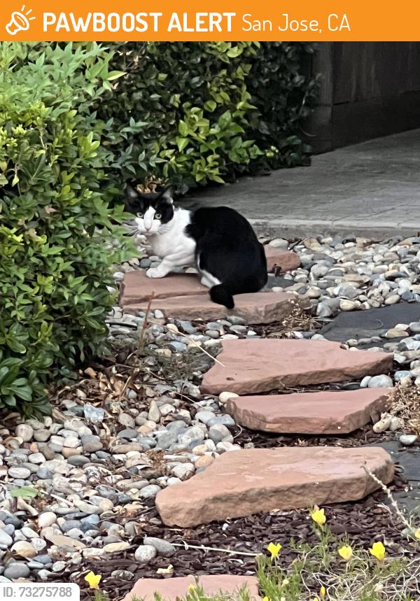 Found/Stray Unknown Cat last seen Chambertin, San Jose, CA 95118