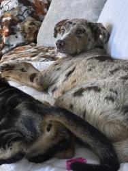 Lost Female Dog last seen North rock creek loop Waco Tx 7678, McLennan County, TX 76708