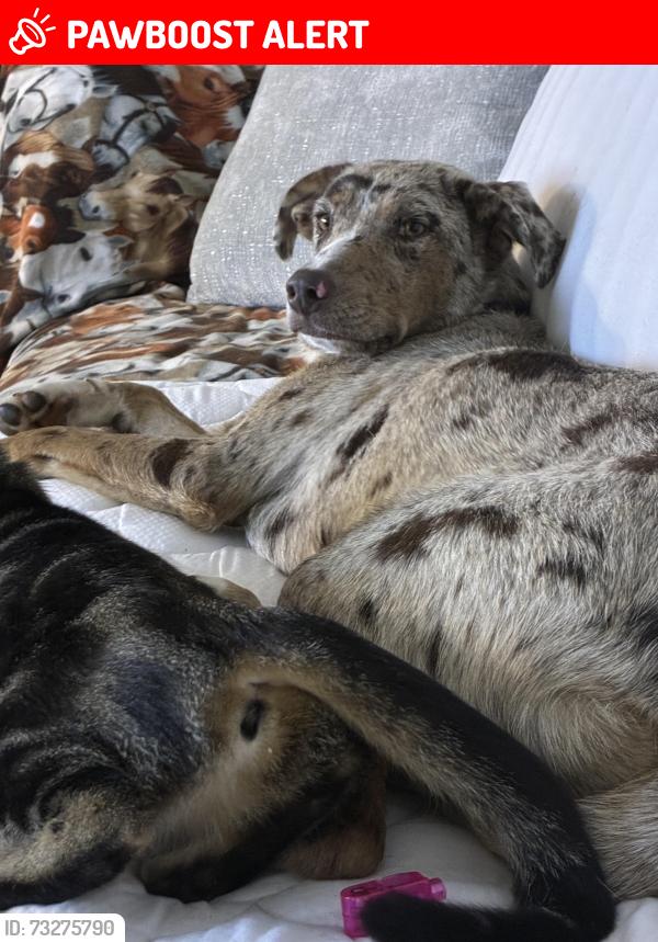 Lost Female Dog last seen North rock creek loop Waco Tx 7678, McLennan County, TX 76708