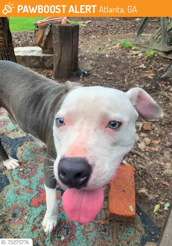 Found/Stray Male Dog last seen Braeburn Cir SE and Settle Cir, Atlanta, GA 30316