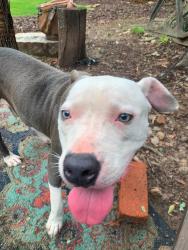 Found/Stray Male Dog last seen Braeburn Cir SE and Settle Cir, Atlanta, GA 30316