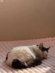 Reunited Female Cat last seen Near Arizona ave Santa Monica, CA, Santa Monica, CA 90404