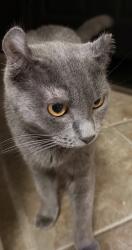 Reunited Female Cat last seen Near Grand Parkway & Champion Forest, Sugarberry Place, TX 77375