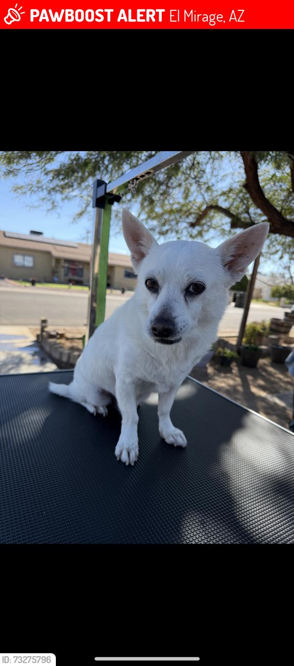 Lost Male Dog last seen 119th ave & catus, El Mirage, AZ 85335