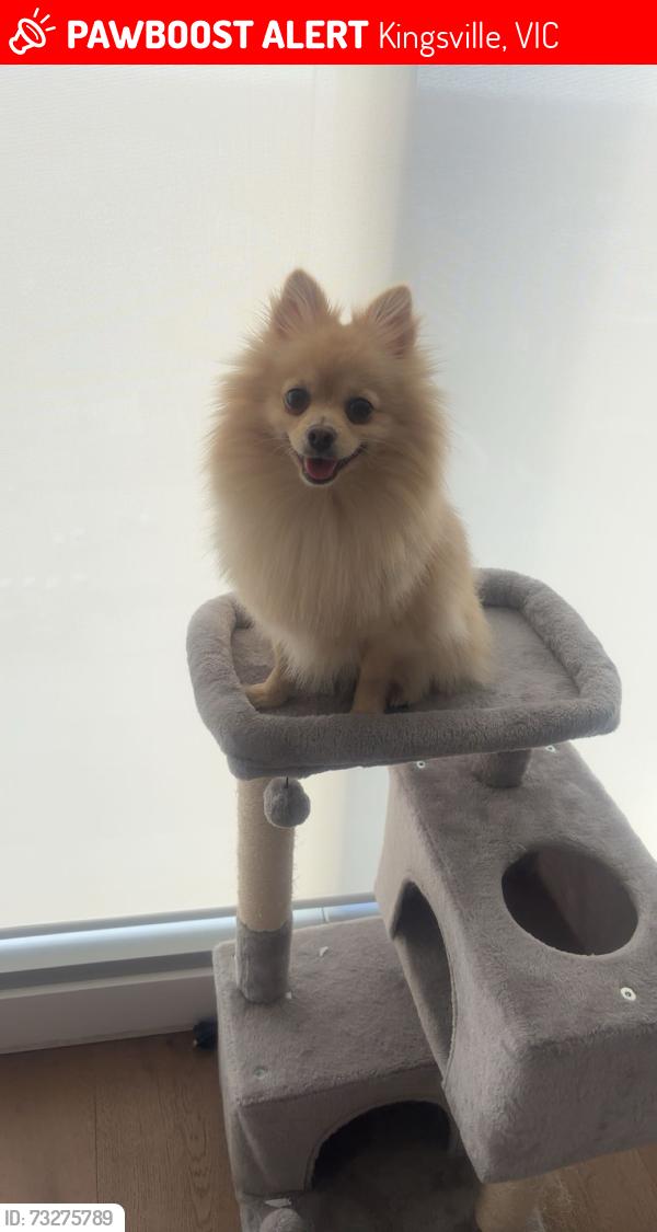 Lost Male Dog last seen Near bishop street kingsvile, Kingsville, VIC 3012