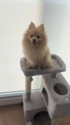 Lost Male Dog last seen Near bishop street kingsvile, Kingsville, VIC 3012