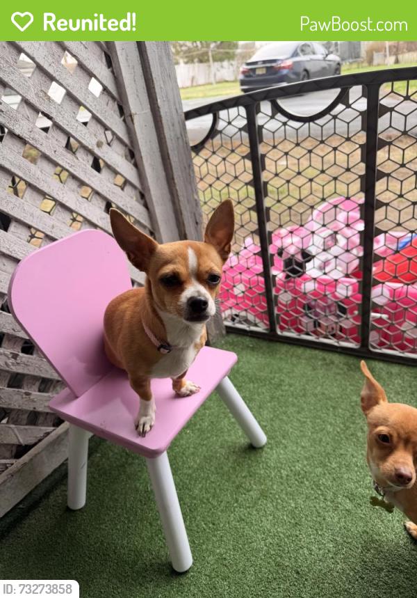 Reunited Female Dog last seen Cliff st Pittston pa, Pittston, PA 18640