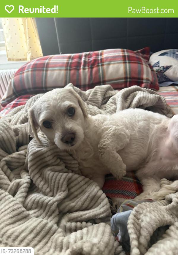 Reunited Male Dog last seen 14th st nw, Washington, DC 20011