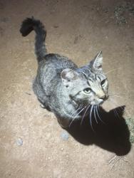 Found/Stray Male Cat last seen Channel and julian, Lakeside, CA 92040