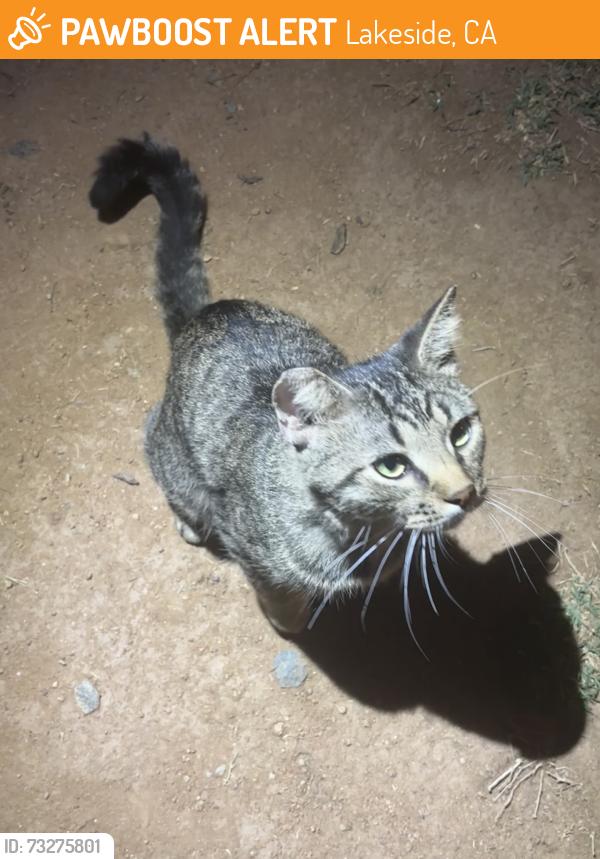 Found/Stray Male Cat last seen Channel and julian, Lakeside, CA 92040
