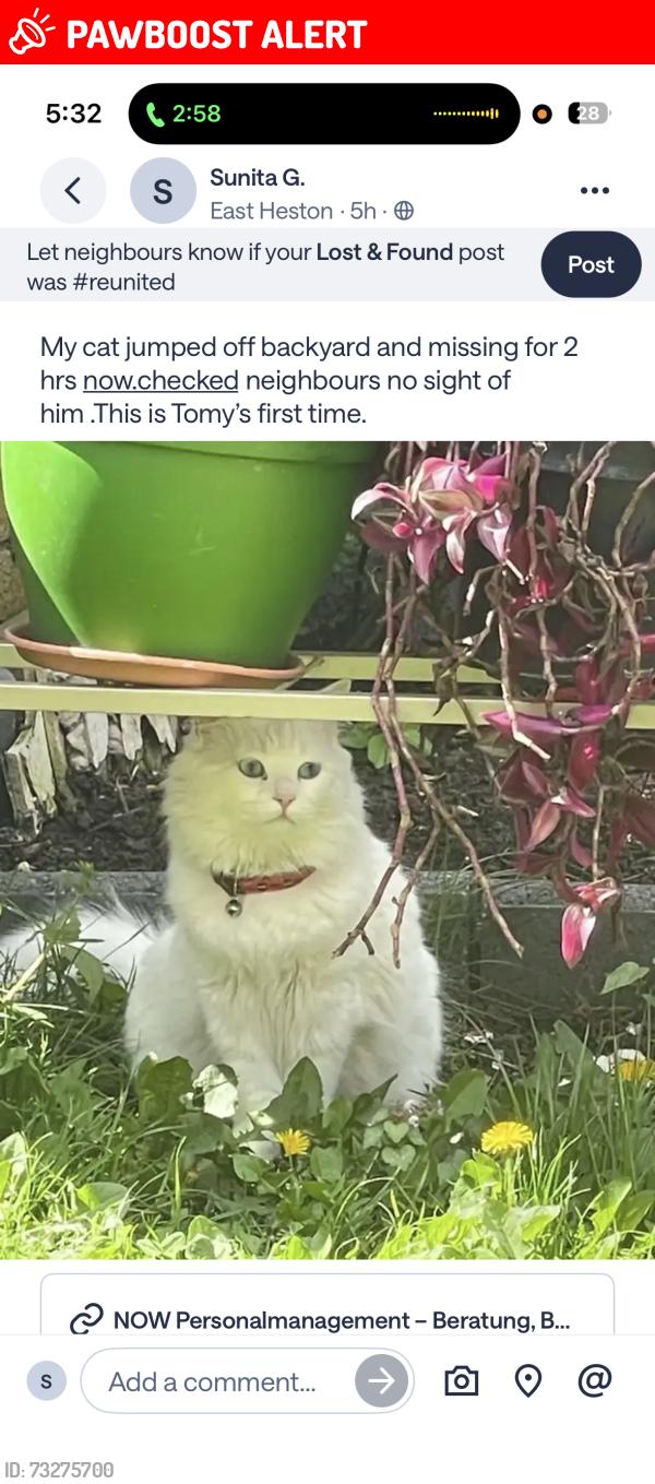 Lost Male Cat last seen Sutton lane and great west rd, Greater London, England TW5 0PT