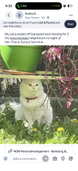 Lost Male Cat last seen Sutton lane and great west rd, Greater London, England TW5 0PT