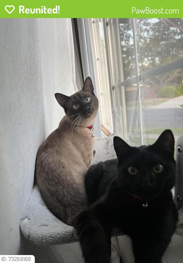 Reunited Male Cat last seen Oliver and Olney St, San Diego, CA 92109