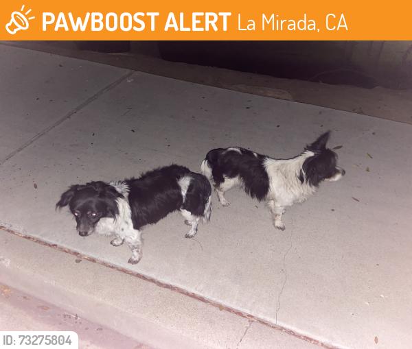 Found/Stray Male Dog last seen Santa Gertrudes ave. and Silvergrove dr. La Mirada, La Mirada, CA 90638