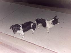 Found/Stray Male Dog last seen Santa Gertrudes ave. and Silvergrove dr. La Mirada, La Mirada, CA 90638