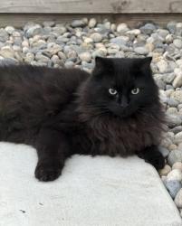 Reunited Male Cat last seen Herndon and McCall, Clovis, CA 93619