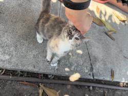 Found/Stray Unknown Cat last seen Yorbita and Valley, La Puente, CA 91744
