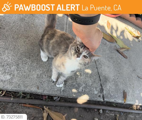 Found/Stray Unknown Cat last seen Yorbita and Valley, La Puente, CA 91744
