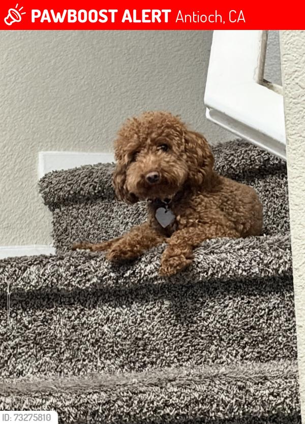Lost Female Dog last seen Fairside/Vista Grande/ Lonetree, Antioch, CA 94531