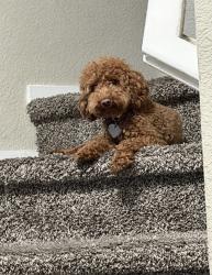 Lost Female Dog last seen Fairside/Vista Grande/ Lonetree, Antioch, CA 94531