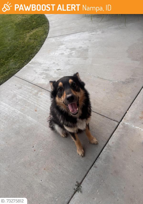 Found/Stray Male Dog last seen 12th Ave Rd and Dooley, Nampa, ID 83686