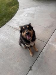 Found/Stray Male Dog last seen 12th Ave Rd and Dooley, Nampa, ID 83686