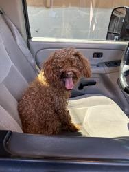 Lost Female Dog last seen El capital ranch, Las Vegas, NV 89129
