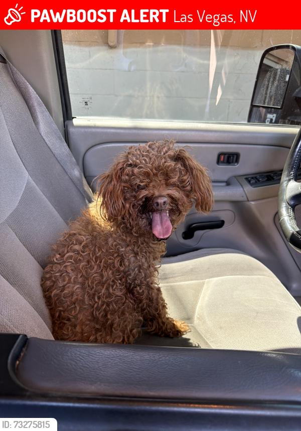 Lost Female Dog last seen El capital ranch, Las Vegas, NV 89129