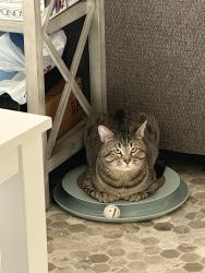 Lost Male Cat last seen Near Gold oak ct, Chula Vista, CA 91910