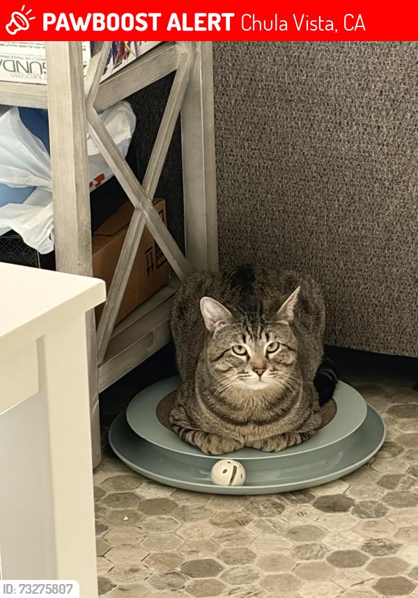 Lost Male Cat last seen Near Gold oak ct, Chula Vista, CA 91910