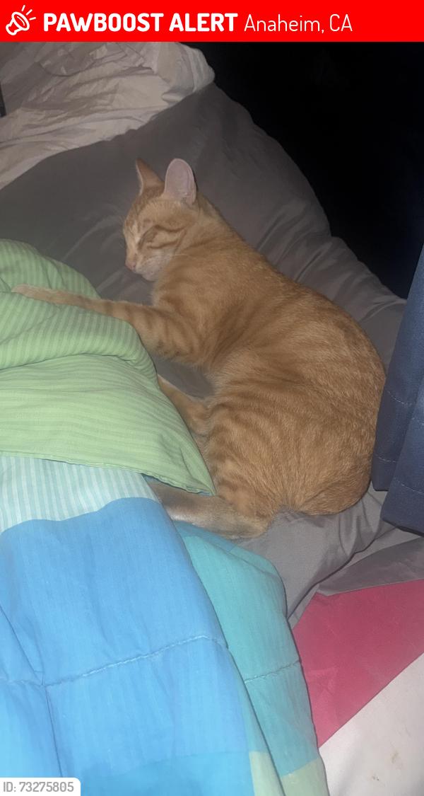 Lost Male Cat last seen Near E Orangethorpe Ave Anaheim CA92801, Anaheim, CA 92801